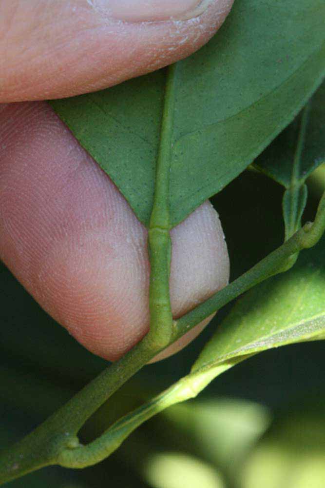              Petiole (Riverside, CA)       